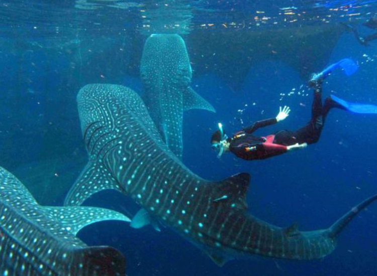 Du khách bơi cùng cá mập voi tại rạn san hô Ningaloo Reef Úc mùa tháng 3–7